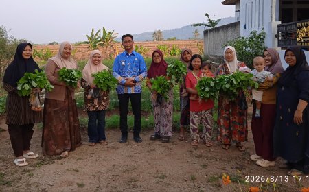 KWT Desa Taman Baru Panen Sayuran, Konsisten Bagikan Gratis ke Warga