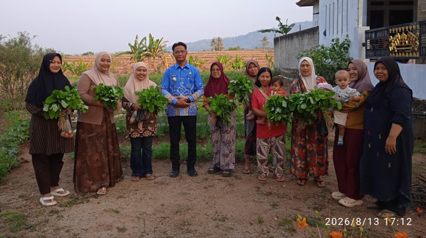 KWT Desa Taman Baru Panen Sayuran, Konsisten Bagikan Gratis ke Warga