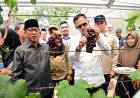 Mendes PDT Kepincut, Kebun Anggur BUMDes Merak Batin Lampung Selatan Sukses Cetak Kejutan Ekonomi