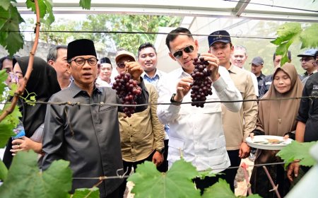 Mendes PDT Kepincut, Kebun Anggur BUMDes Merak Batin Lampung Selatan Sukses Cetak Kejutan Ekonomi